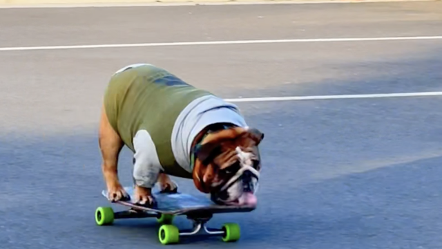 Upoznajte Chowdera - psa koji zna odlično voziti skateboard