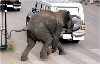 Odbjegla cirkuska slonica u bijegu od – dosade?!