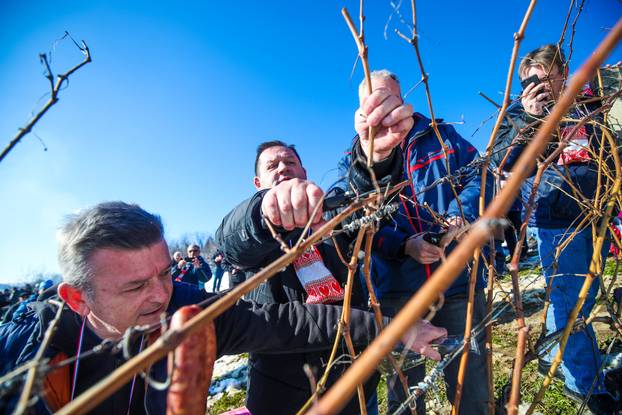 U Kašinskoj Sopnici održana ceremonija kićenja, zalijevanja i rezanja trsa povodom blagdana sv. Vinka