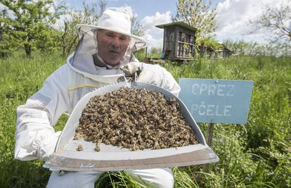 'Uništeni smo! Pčele mi danima umiru u mukama, neću imati ni kilu meda jer su ih otrovali...'