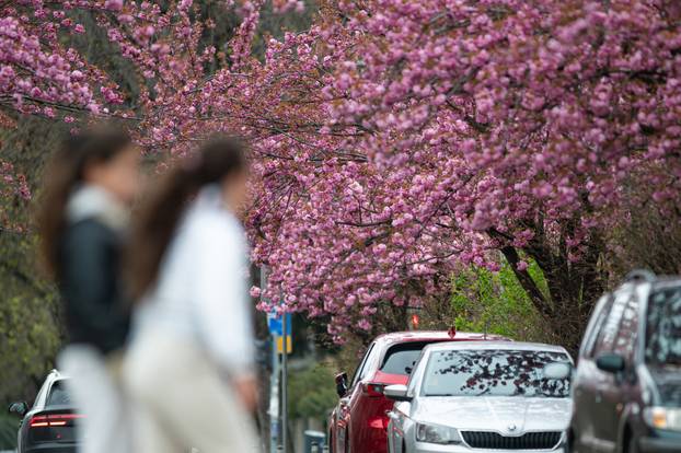 24sata Zagreb: Japanske trešnje u Ulici Bogoslava Šuleka