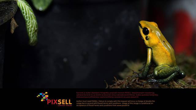 Sanjin Strukić / PIXSELL