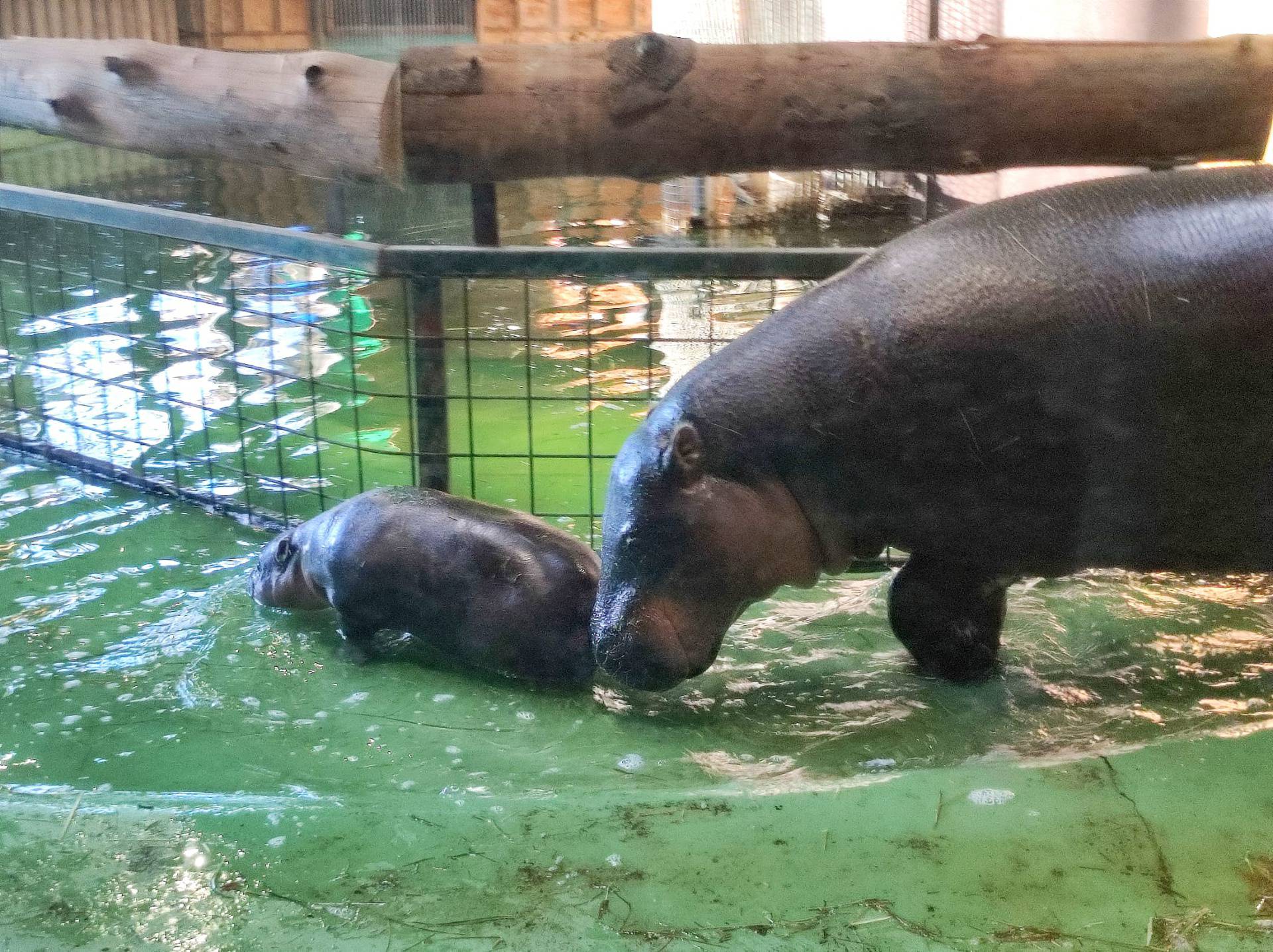 Zagrebački ZOO: Naša nova članica dobila je ime, biralo ga je preko 3000 građana