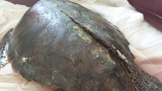 Glavata želva uginula od udarca propelerom kod Malog Lošinja