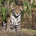 Otvorenje njemačkog zoološkog vrta obilježit će mala leopardica