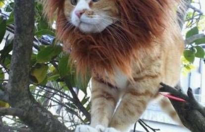 Mačkama napravila lavlju grivu da budu pravi kraljevi džungle