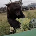 Medvjedi na Aljaski dobili pravu poslasticu: ‘Dnevno pojedu 14 kilograma povrća’