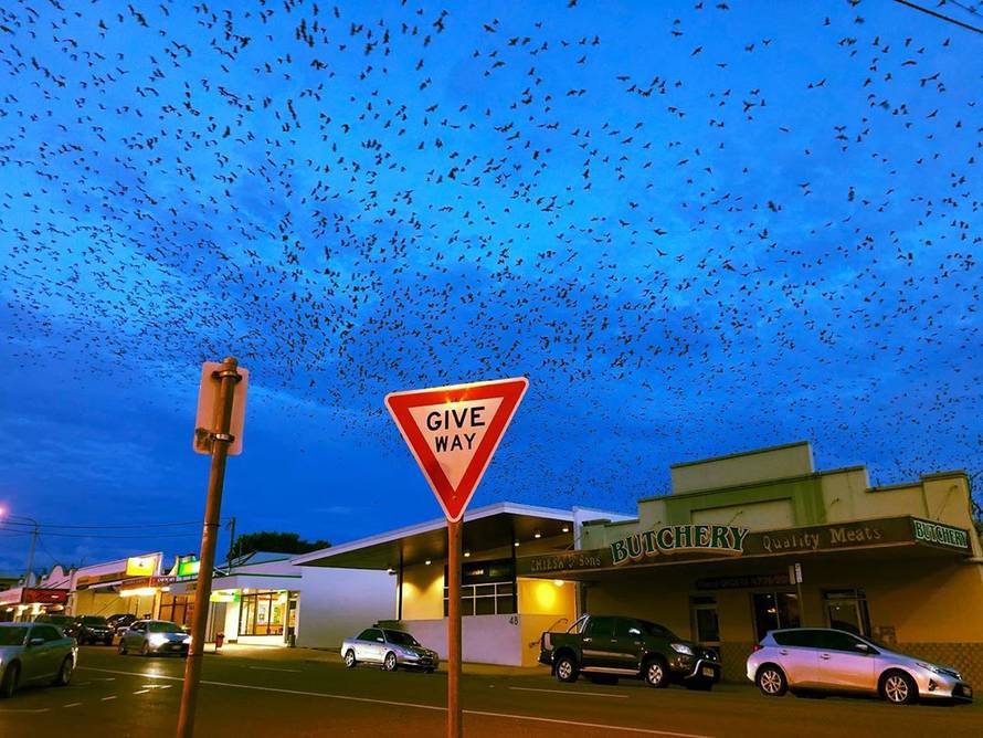 Grad šišmiša stvarno postoji - a zbog najezde lokalci 'lude'