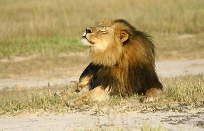 Istraživač iz Zimbabvea: Lav Jericho je dobro, živ je i zdrav