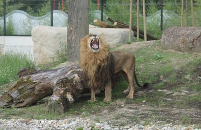 Vođa čopora: Na prvom spoju zagrebački lavovi se 'potukli'