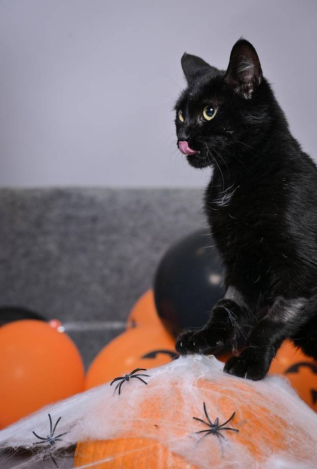 Sklonište u Dumovcu poziva na posebno jesensko udomljavanje pasa i mačaka