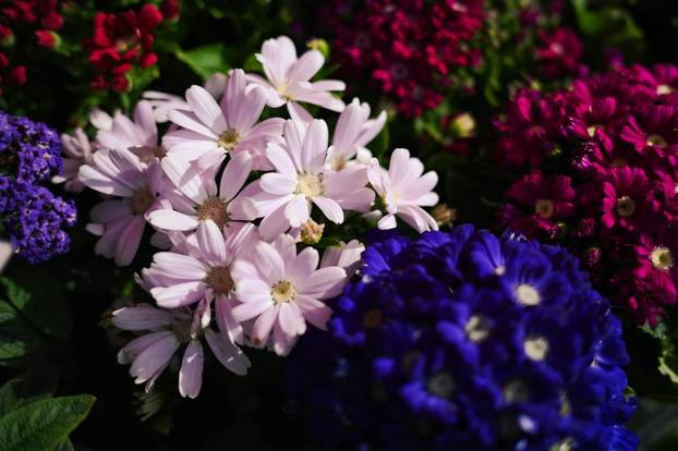 24sata Zagreb: Ponuda cvijeća na Dolcu 