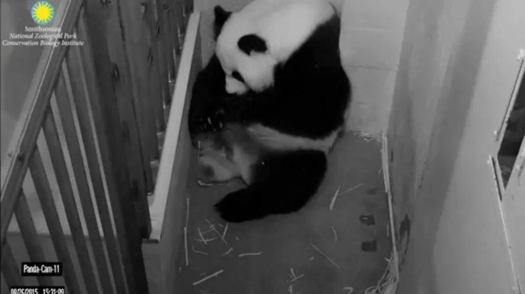 Majka osjetila smrt: Uginula je novorođena panda blizanka