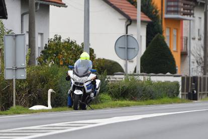 Prometnu i vozačku? Nemam! Kod Čakovca intervenirala policija zbog labuda na cesti