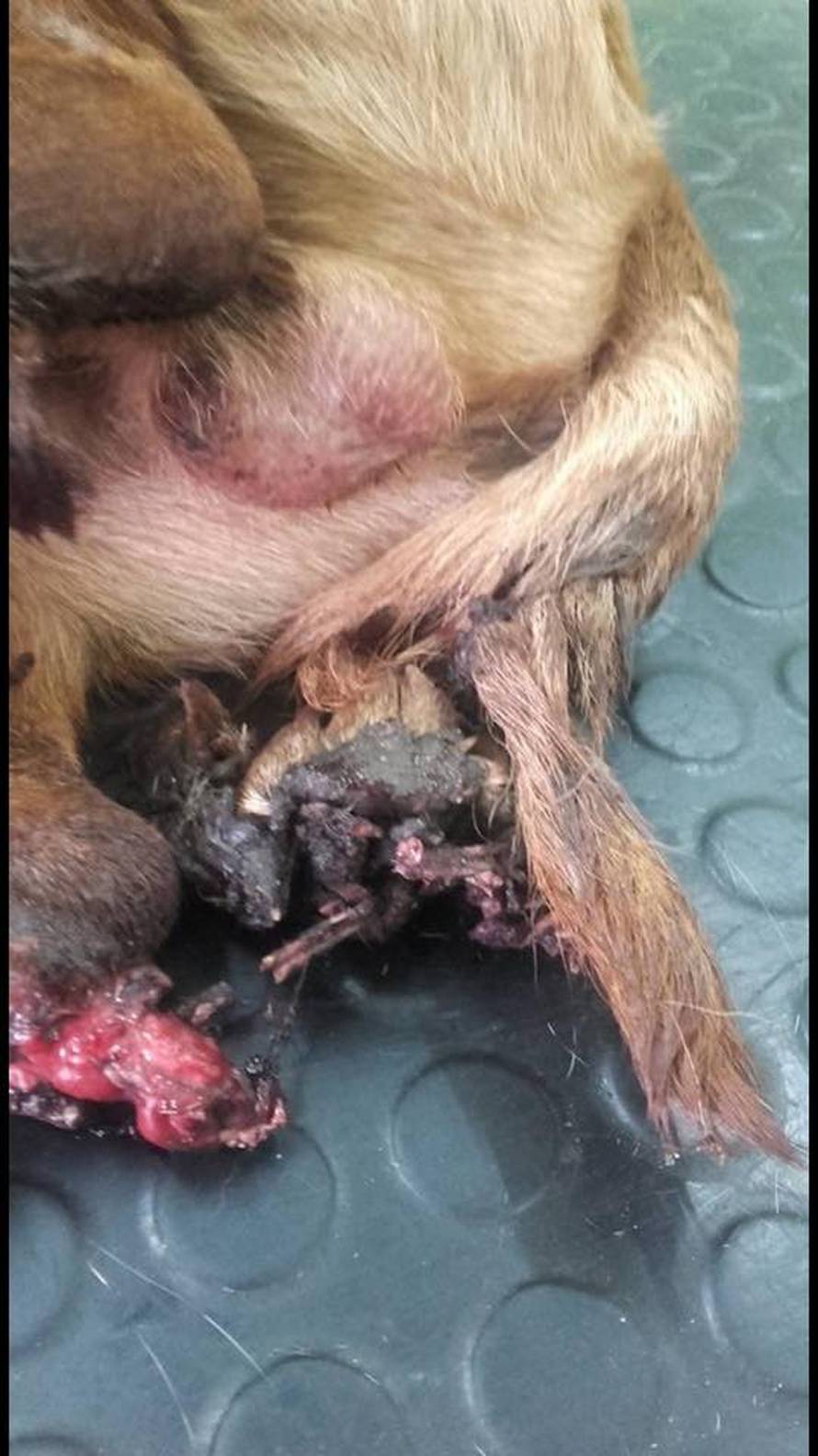 Umirao je u agoniji: Peppu je netko sjekirom odrezao nogice