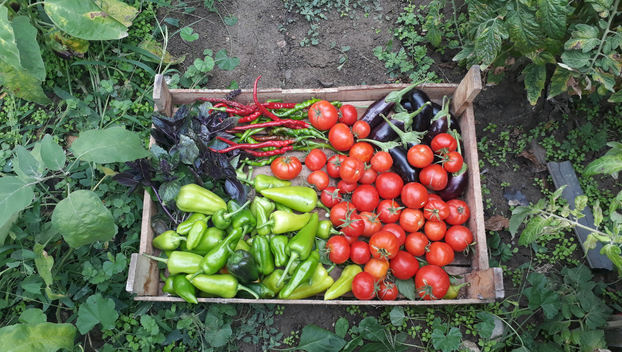 Ovo je najbolje povrće za čuvanje sjemena i evo kako ga skupiti za sljedeću godinu