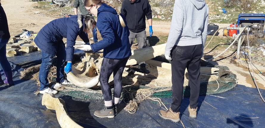 Potopili su kita da istrune kod Malog Lošinja: Sad slažu kosti