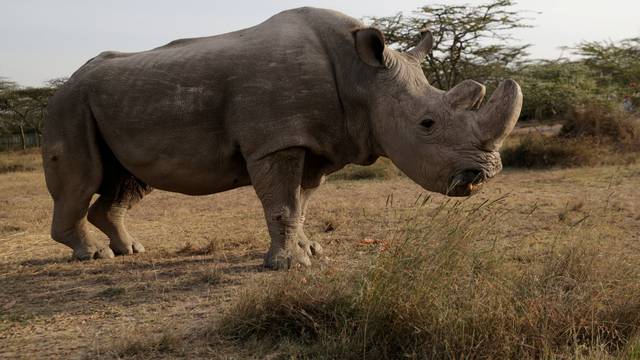 FILE PHOTO: The last surviving male northern white rhino named 'Sudan' is seen at the Ol Pejeta Conservancy in Laikipia
