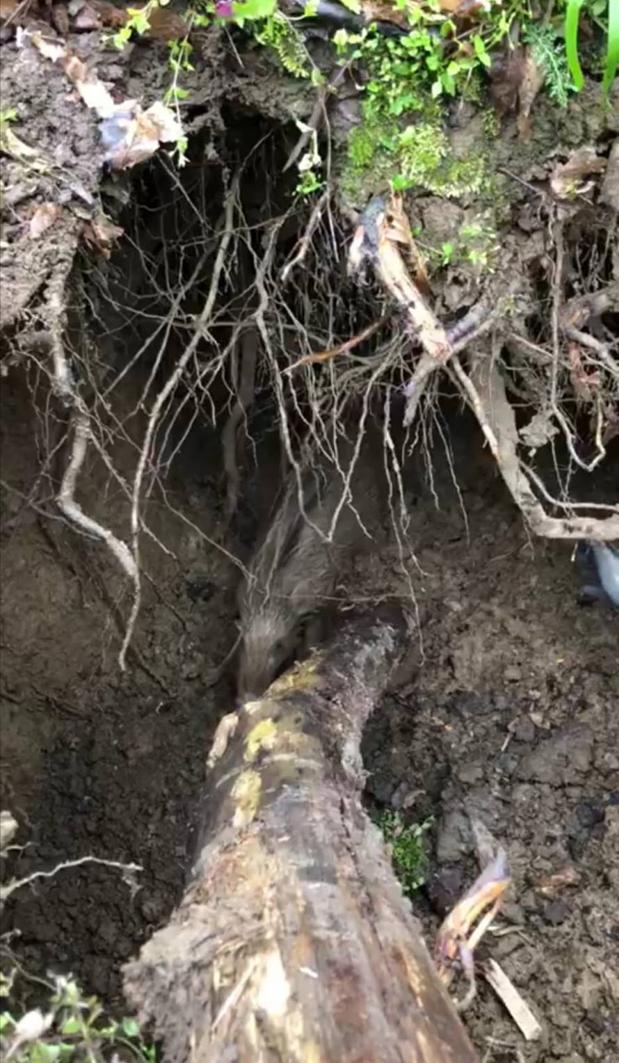 VIDEO Unuk i djed spasili malo prase kod Petrinje: 'Prišlo mi je, kao da je znalo da ću ga spasiti'