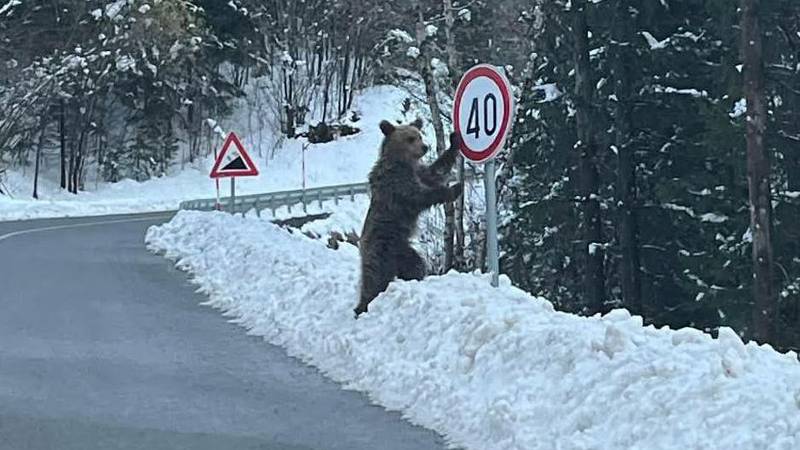 HIT FOTKA! Medo naslonjen na znak u Gorskom kotaru: 'Barem netko brine o našim cestama...'