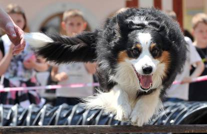 Bježanje pasa od kuće: Top 15 pasmina koje najčešće bježe