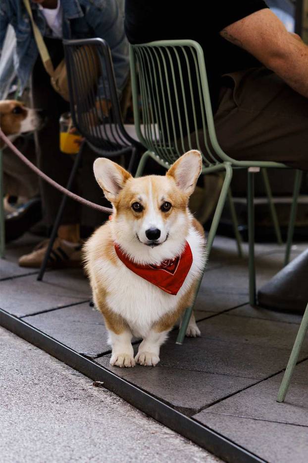 FOTO Ako vas ovi prizori danas ne raznježe, ništa neće: Psi i vlasnici uživali u Dogs' Caffeu