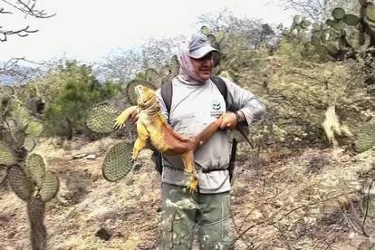 VIDEO Sreća na Galapagosu: 'Žute iguane gotovo su izumrle, a sada im se povećava broj...'