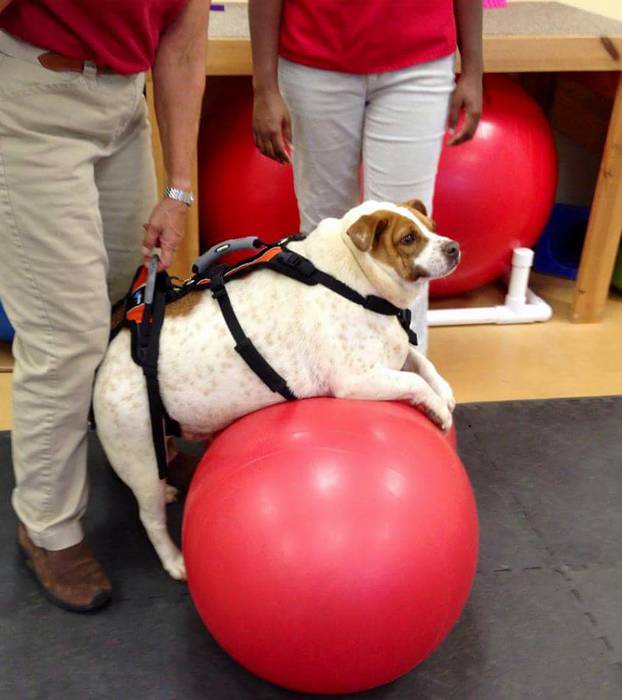 PODGY POOCH LOSES THREE STONE