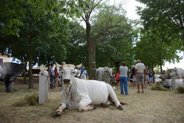 Kanfanar: 35. smotra istarskog boškarina