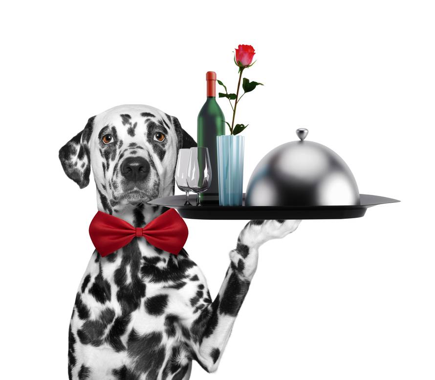 Waiter dalmatian dog with dishes, wine and rose. Isolated on whi