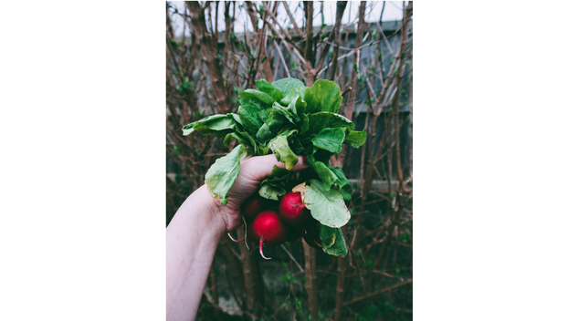 Ovo je najbolje povrće za čuvanje sjemena i evo kako ga skupiti za sljedeću godinu