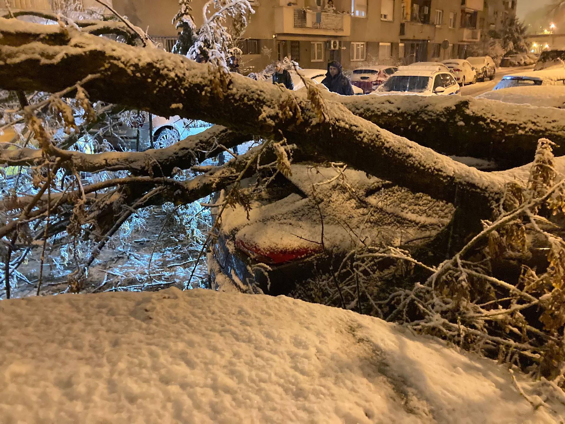 VIDEO U Zagrebu palo drvo i oštetilo tri auta: 'Moglo je pasti na dijete. Sve nas je probudilo'