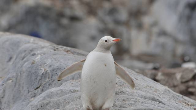 Na otočju Galapagos pronađen je  rijetki potpuno bijeli pingvin