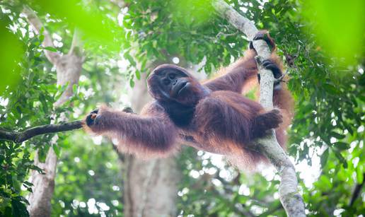 Osluškivanje razloga glasa: Uz proučavanje orangutana možda će se otkriti njegovo porijeklo