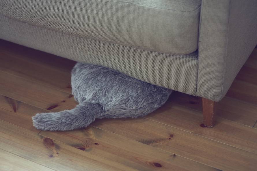 Alergični ste na mačke? Ovu macu sigurno možete maziti