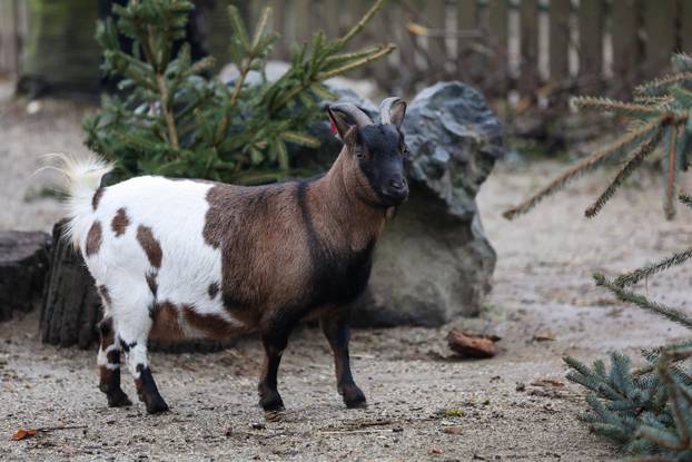 Životinjama u Zoološkom vrtu podijeljena raskićena drvca