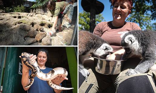 Timaritelj u zagrebačkom ZOO: 'S čimpanzama imam poseban ritual - svako jutro pijemo čaj'