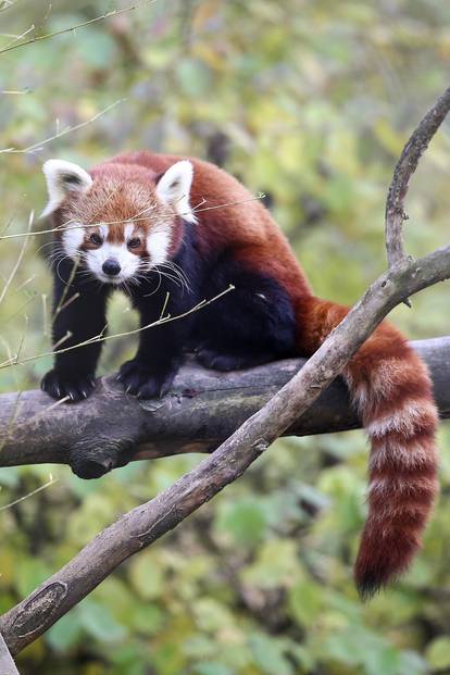 Međunarodni dan crvenih pandi u zagrebačkom Zoološkom vrtu