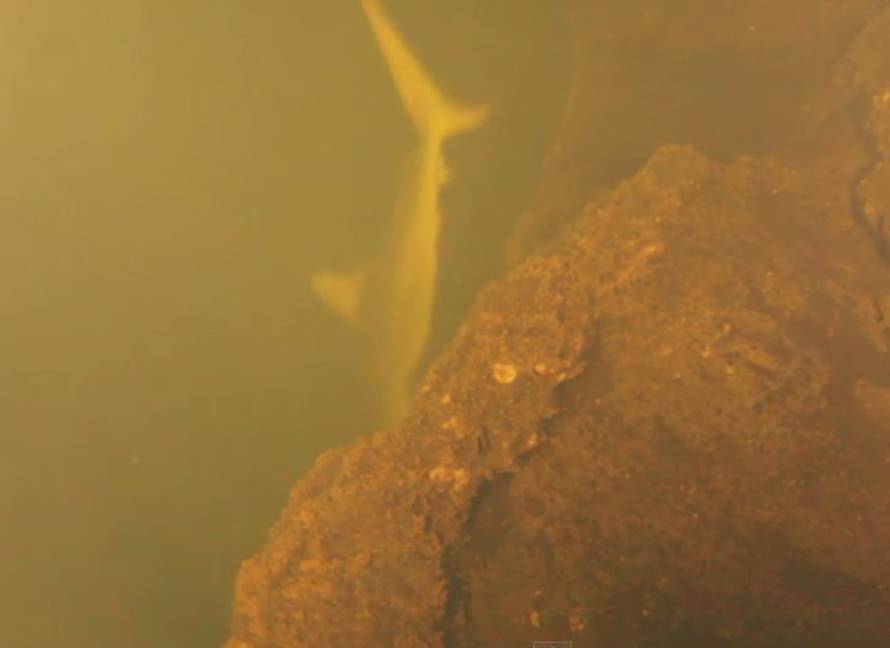 YouTube/National Geographic