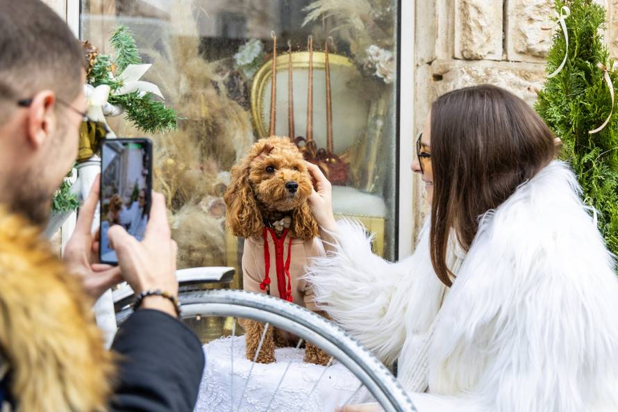 24sata: Pula: Pas pozira ispred cvjećarnice i glumi soba