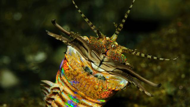 Horor iz dubine oceana: Vodeni crv zubima će prepoloviti žrtvu