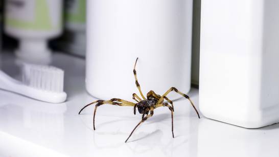 Prirodan sprej protiv žohara i pauka: Više neće ulaziti u kuću