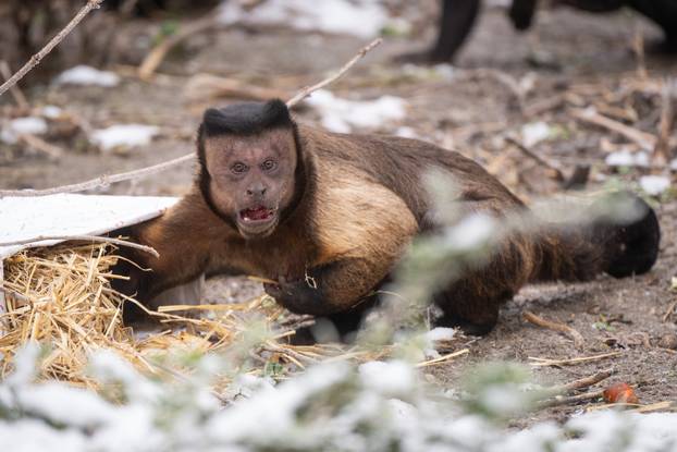 Zagreb: Podjela darova životinjama u Zoološkom vrtu