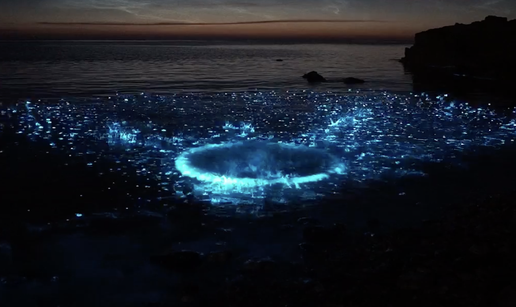 Sa zatopljavanjem oceana pada razina planktona u svijetu