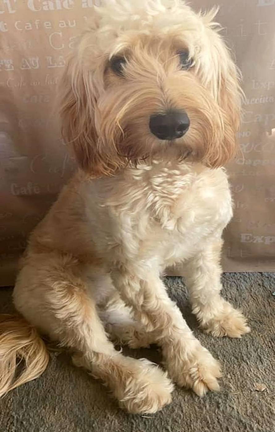 Blatnjava kujica se uvukla u kuhinju i, ma pogledajte sami...