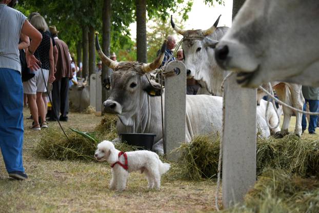 Kanfanar: 35. smotra istarskog boškarina