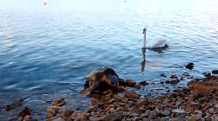 More izbacilo uginulu zaštićenu kornjaču na plaži kod Šibenika