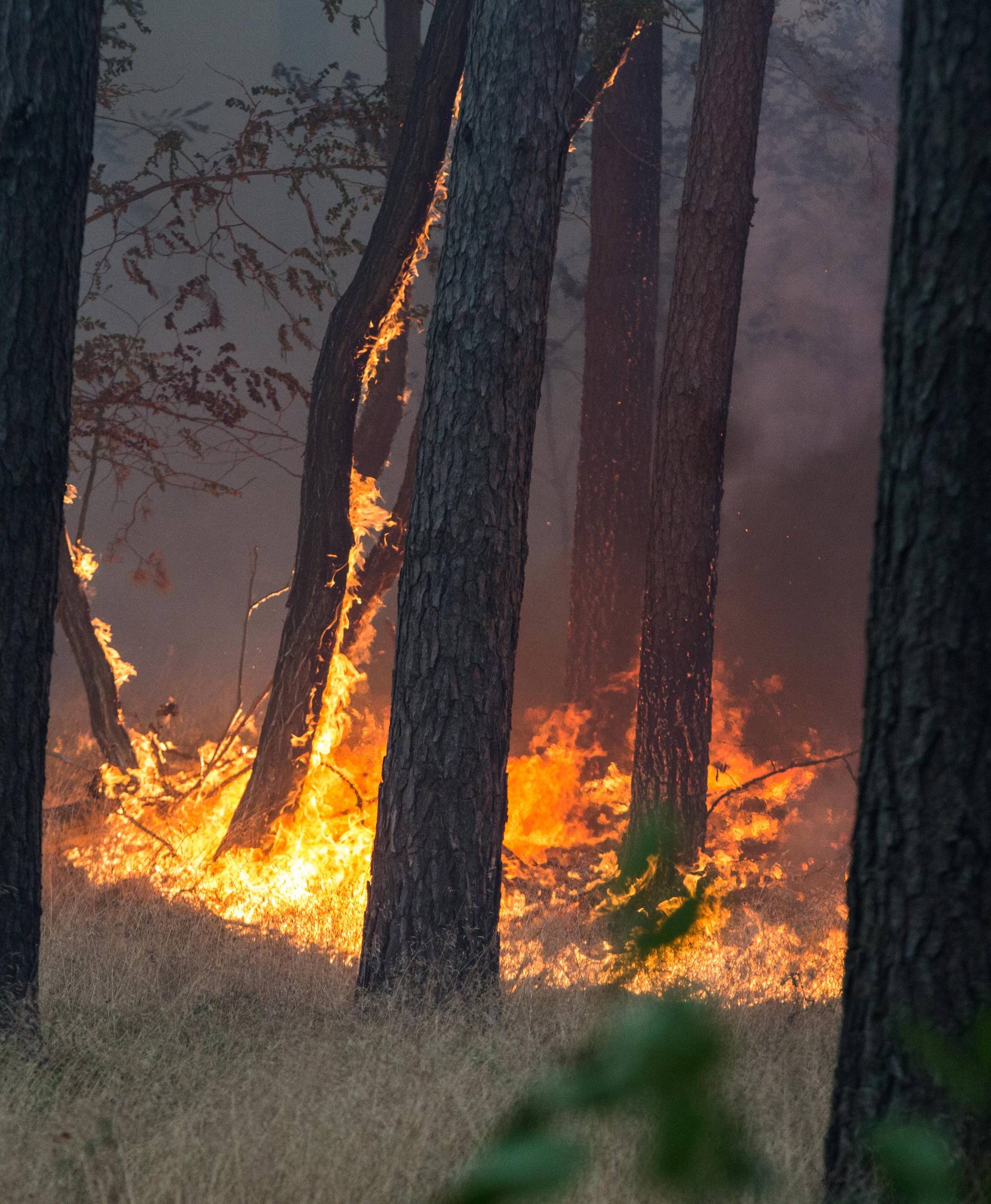 Major forest fire near Potsdam