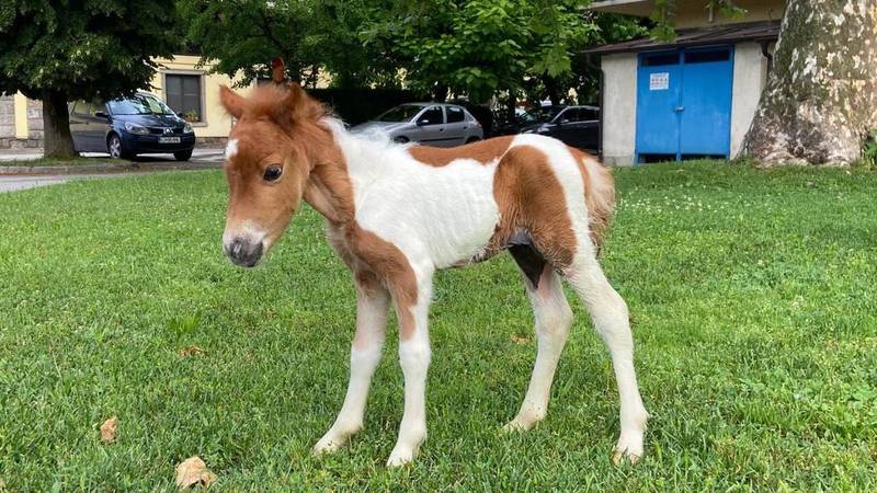 FOTO Hrabri poni Mile oporavlja se od teške operacije: 'Žila
