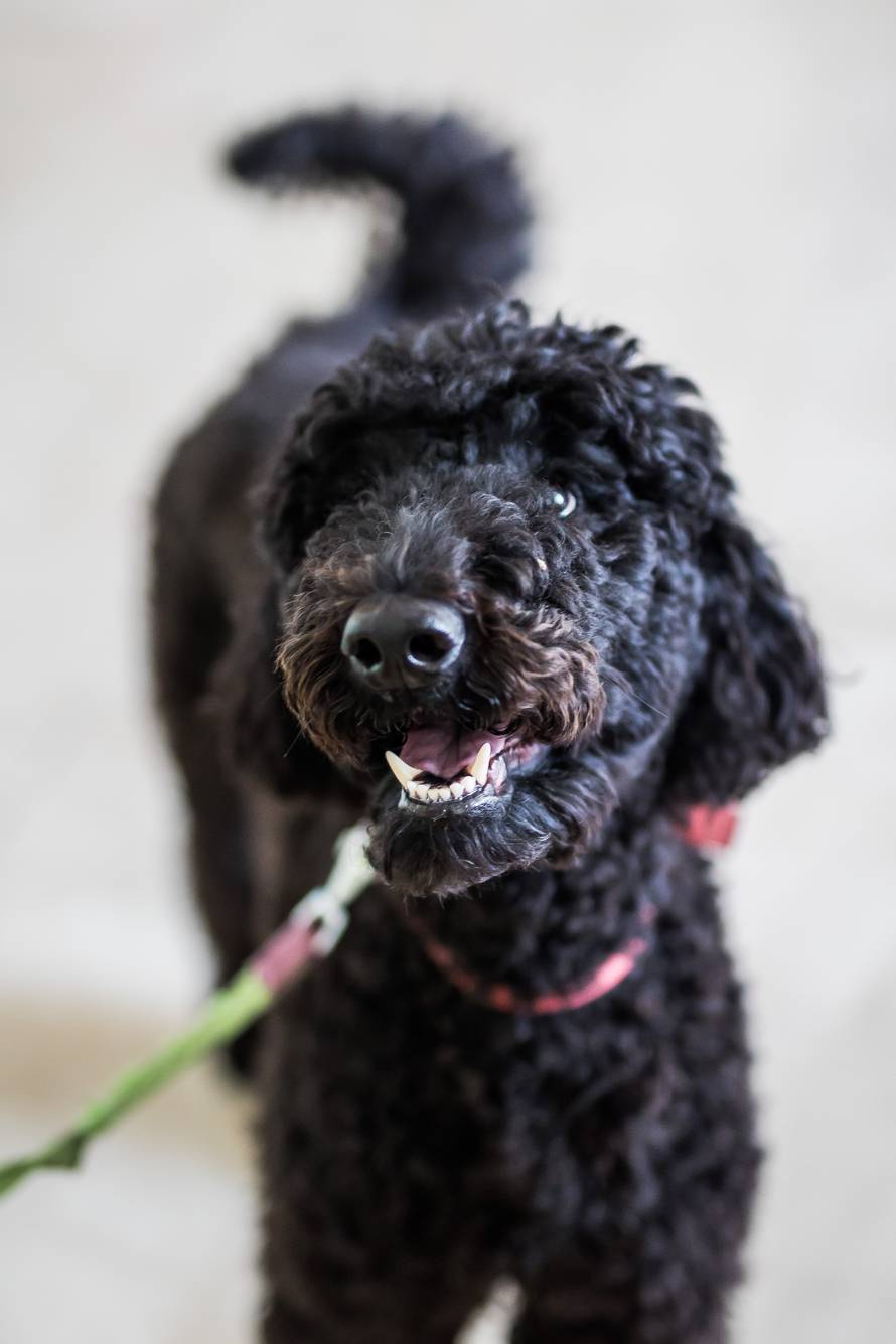 Split: Terapijski pas Dora i terapeutkinja Matea Vidak